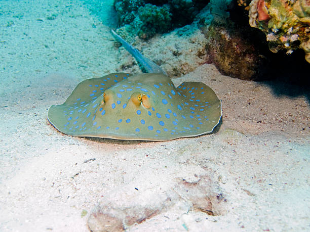 istock blue spotted stingray - Taeniura lymma 182220176