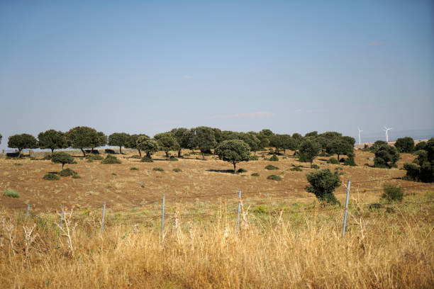 Dry landscape in Spain with large pastures for cattle and agriculture