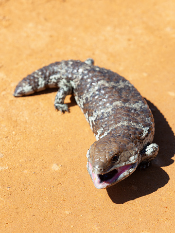 An Australia native, the Blue Tongue skink, on an Outback track.