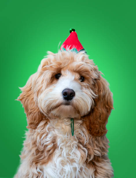 Chester the Cockapoo is ready for Christmas, wearing an extremely festive hat.