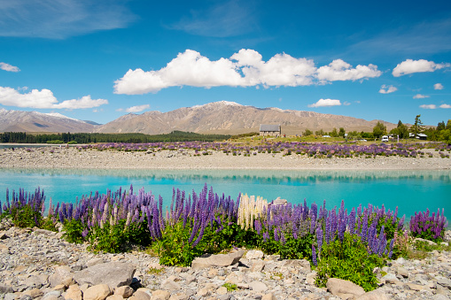 Glorious lupins growing on the shores of Lake Tekapo on New Zealand's South Island. Across the water we see the famous Church of the Good Shepherd.