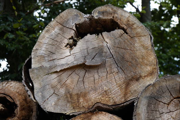 istock Forest dieback due to climate change, drought and storms and deforestation 1822213137