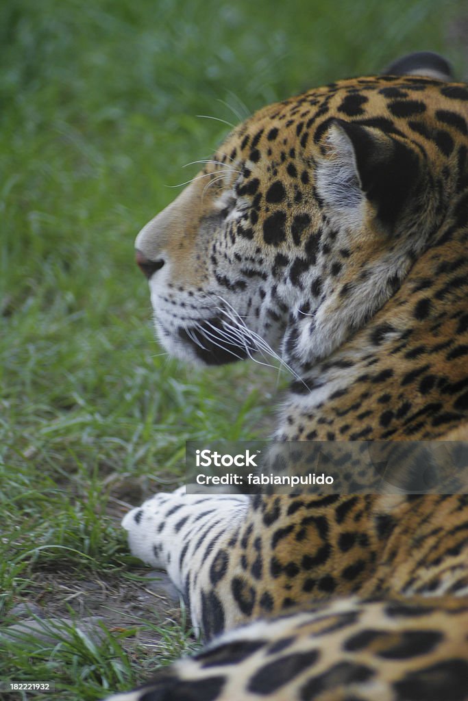 leopard Animals In The Wild Stock Photo