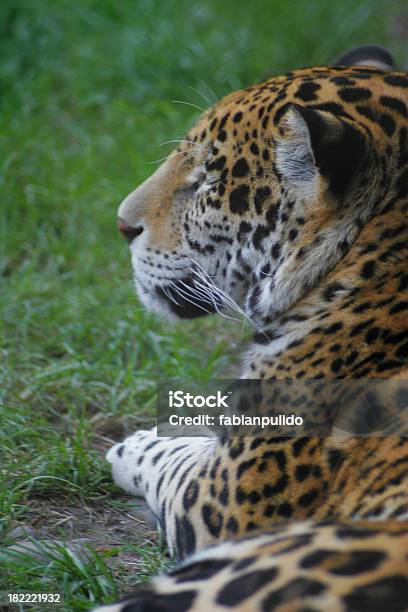 Leopard Stock Photo - Download Image Now - Animals In The Wild, Leopard, No People