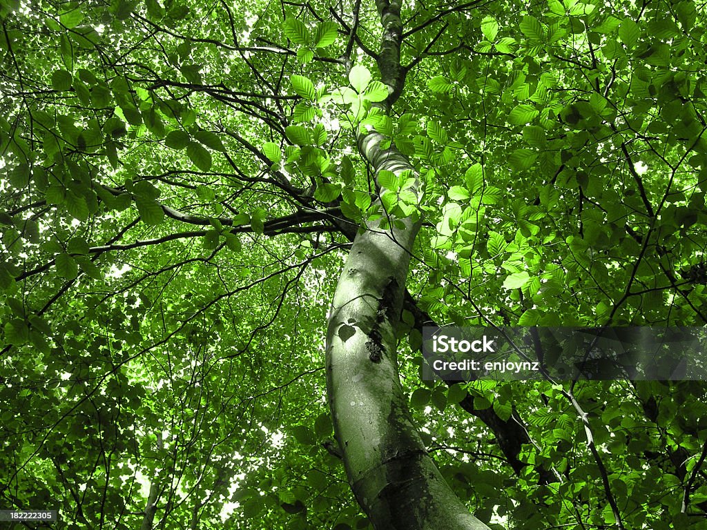 Cima di albero - Foto stock royalty-free di Albero