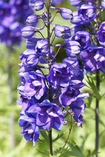 istock Purple colored knight spur 182222333