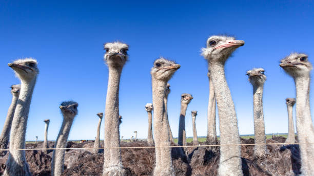 Ostrich Birds Farm Fence Ostrich farm birds closeup on fence with blue sky background. ostrich farm stock pictures, royalty-free photos & images