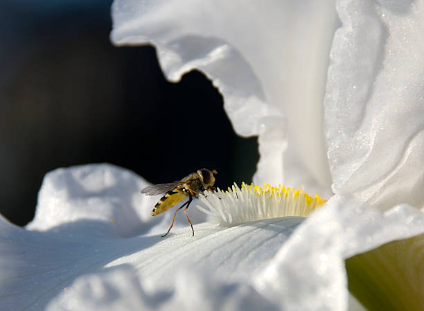 pollinator - hoverfly nature white yellow foto e immagini stock