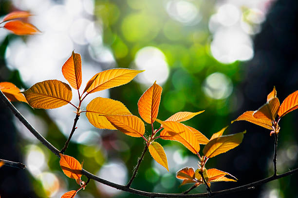 istock leaves and nature background 182222632