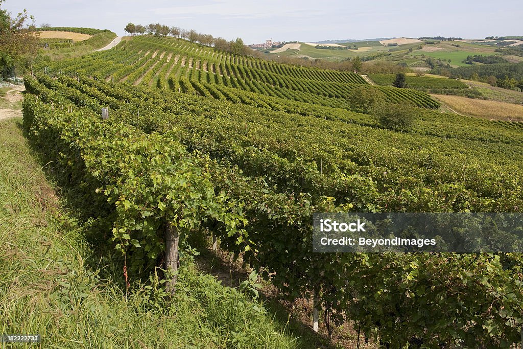 Vinhedo Castagnole Monferrato perto de Piedmont, Itália - Foto de stock de Piemonte royalty-free