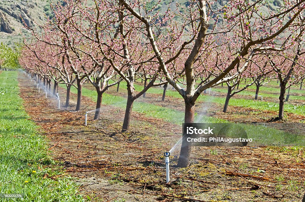 ピーチツリー orchard および散水 - 果樹園のロイヤリティフリーストックフォト