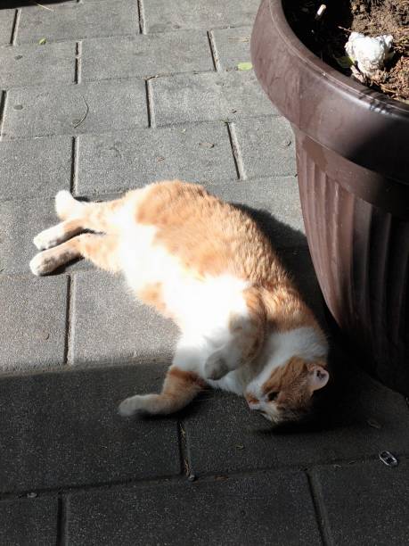 istock Portrait of a ginger cat sunbathing 1822233374