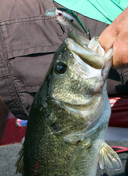 istock Large Mouth Bass 182223351