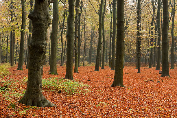 A beech forest in autumn.