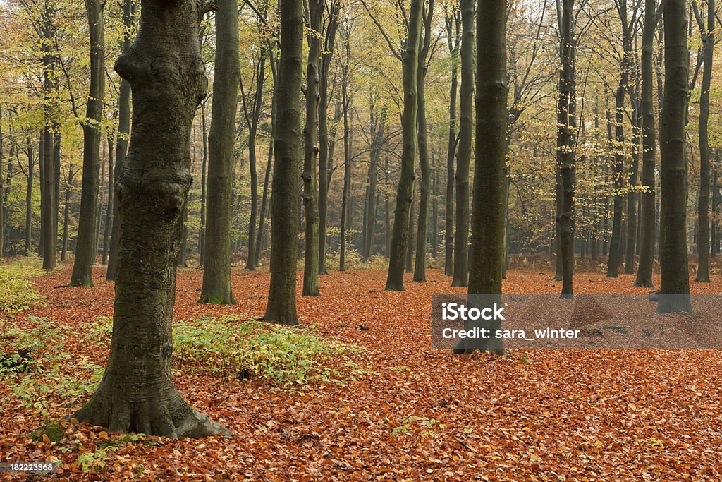 Beech forest in autumn colours in Lage Vuursche, The Netherlands A beech forest in autumn. Autumn Stock Photo