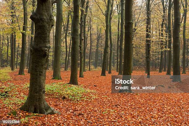 Beech Forest In Autumn Colours In Lage Vuursche The Netherlands Stock Photo - Download Image Now