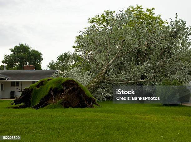 Gran Árbol Desarraigadas De Un Tornado Foto de stock y más banco de imágenes de Caer - Caer, Grande, Árbol