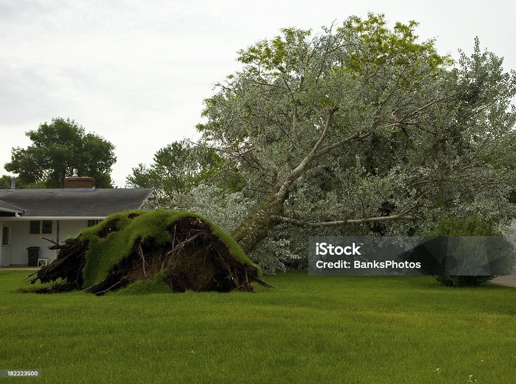 Grande árvore arrancadas de um Tornado - Foto de stock de Caindo royalty-free