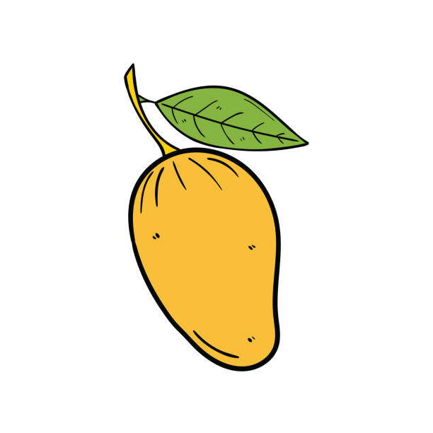 Hand-drawn doodle mango fruit on a white background. Hand-drawn doodle mango fruit isolated on a white background. Vector illustration. mango fruit drawing stock illustrations