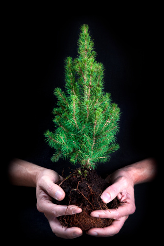 Small fir tree held in hands of a gardener by the root ball against a black background with subtle texture.See my folio for Christmas version with baubles etc.