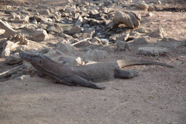 istock Komodo dragon in Komodo island 1822237218