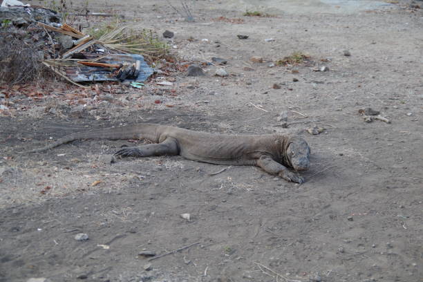 istock Komodo dragon in Komodo island 1822237256