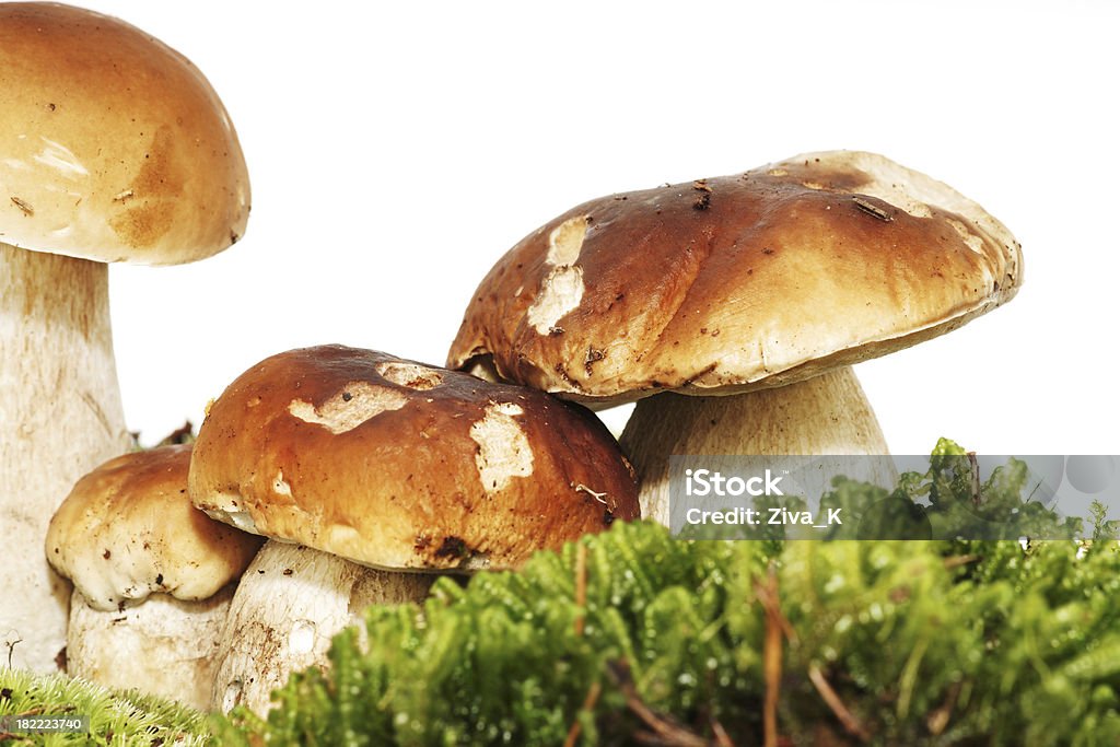 임산 버섯 - 로열티 프리 0명 스톡 사진