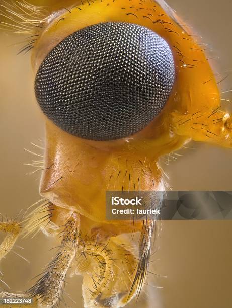 Tipula Ritratto Di Colore Arancione - Fotografie stock e altre immagini di Animale - Animale, Arancione, Close-up