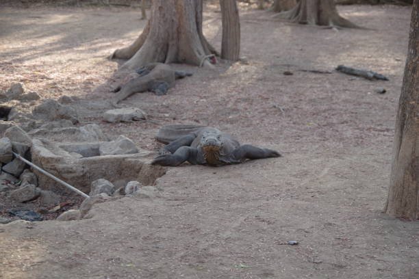 Komodo dragon in Komodo island