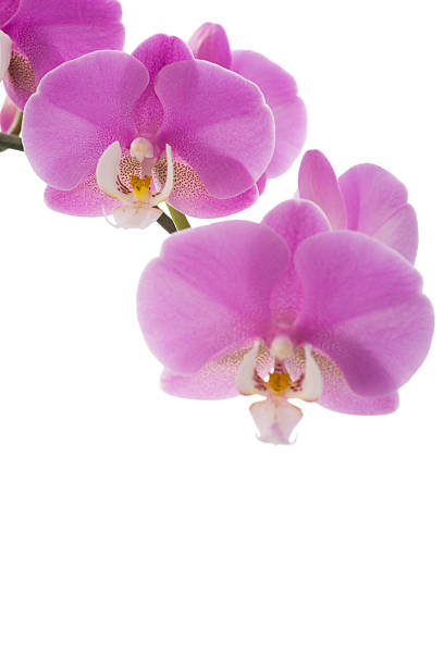 istock Orchid Flowers on White with Copy Space 182223841