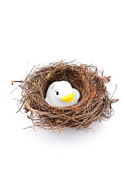 istock Bird's nest rubber duck isolated on white 182223910
