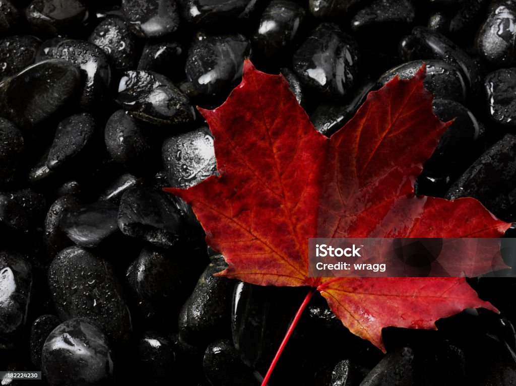 Rojo sobre negro de otoño con hojas Guijarros - Foto de stock de Arce libre de derechos