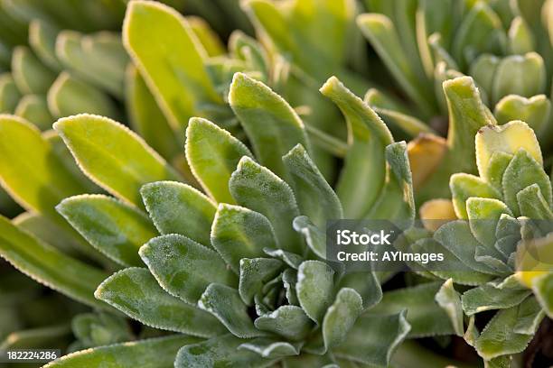 하우스부추 셈페르비붐 Tectorum 0명에 대한 스톡 사진 및 기타 이미지 - 0명, 다년생 식물, 다육 식물