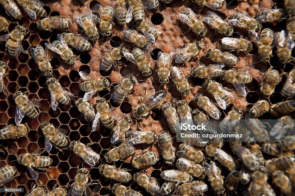 Worker bees on honeycomb "Worker bees on honeycomb, close-up (full frame)" Activity Stock Photo