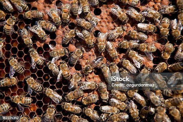 Worker Bees On Honeycomb Stock Photo - Download Image Now - Activity, Agriculture, Animal