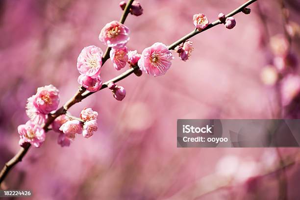 Розовые Цветки Сливы — стоковые фотографии и другие картинки Азия - Азия, Без людей, Весна