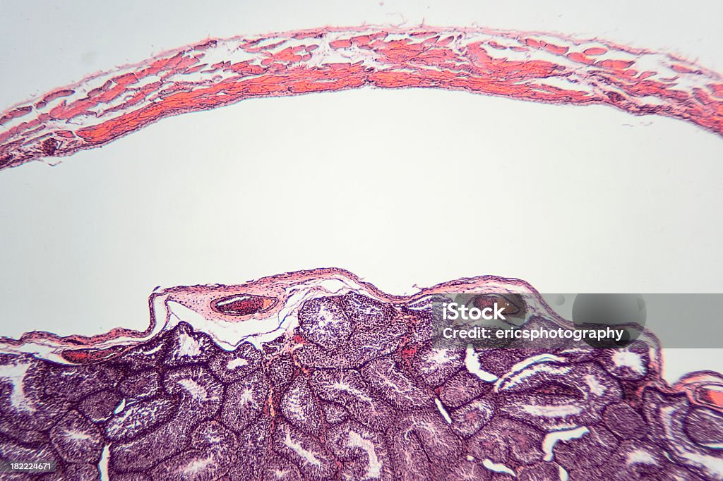 Lapin Testicule sous microscope - Photo de Sperme libre de droits