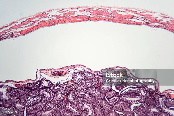 Photo libre de droit de Lapin Testicule Sous Microscope banque d'images et plus d'images libres de droit de Sperme - Sperme, Anatomie, Biologie