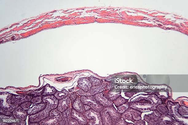 Coelho Testículo Sob Microscópio - Fotografias de stock e mais imagens de Esperma - Esperma, Amostra Médica, Ampliação