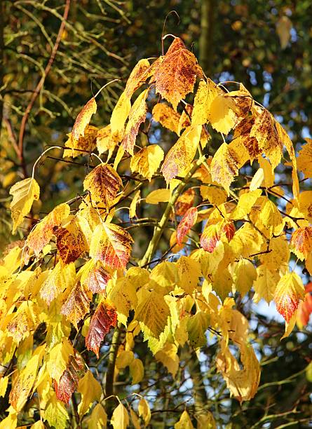istock birch tree leaves in autumn 182224692