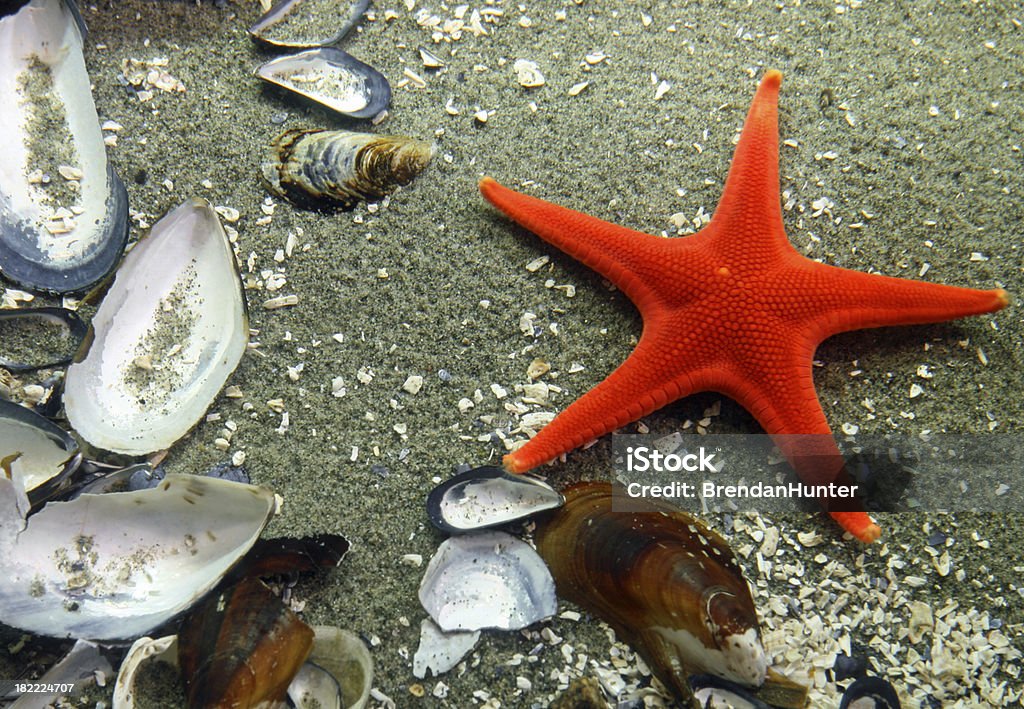 Étoile de mer rouge - Photo de Étoile de mer libre de droits