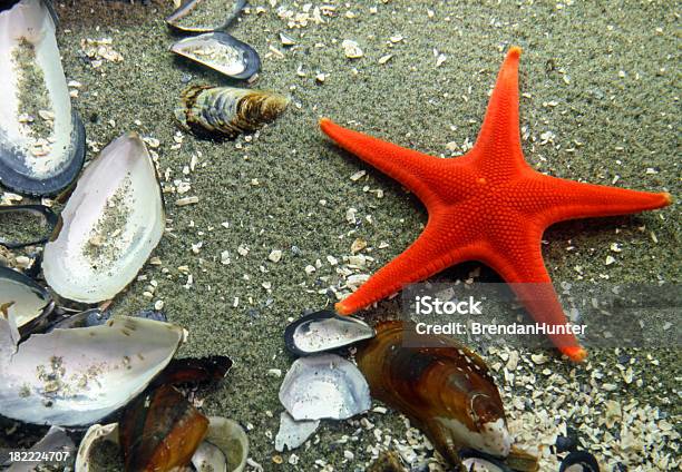 Photo libre de droit de Étoile De Mer Rouge banque d'images et plus d'images libres de droit de Étoile de mer - Étoile de mer, Fonds marins, Pointu