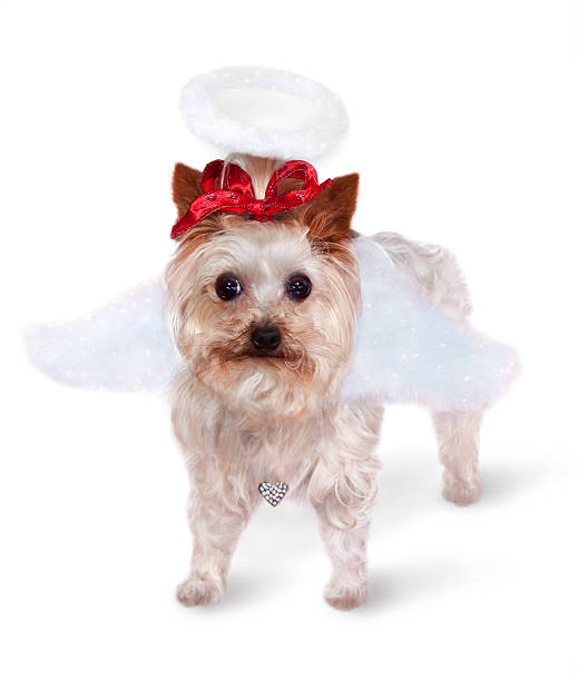 istock Yorkie Christmas Angel 182224718