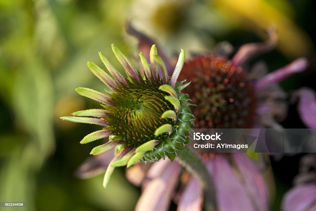 Marguerite rose «White Swan» ("Echinacea purpurea) bud - Photo de Botanique libre de droits