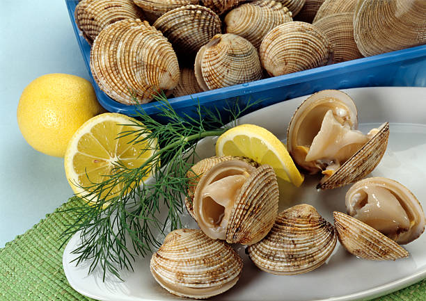 istock Live and Steamed Clams 182225000