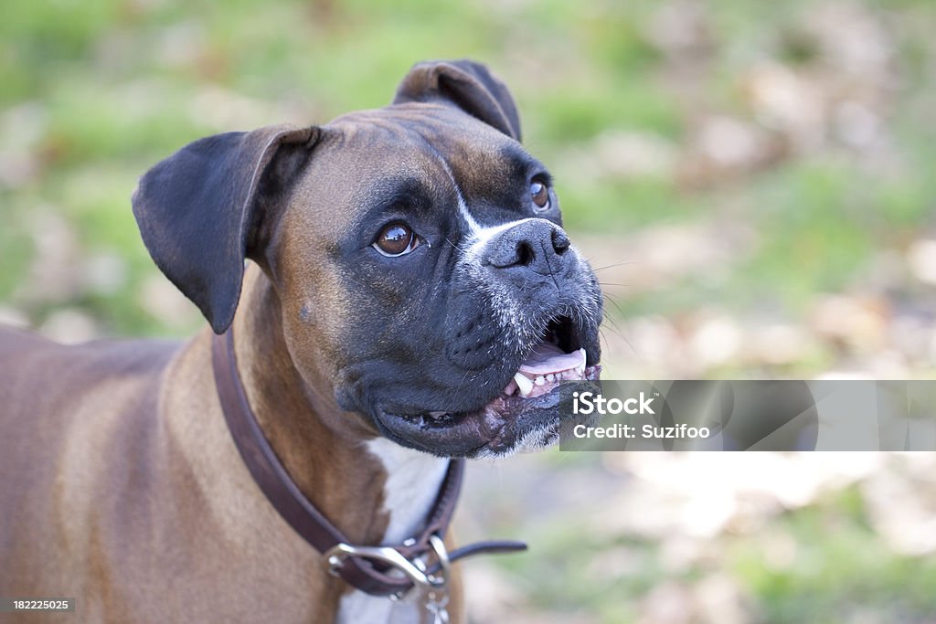 boxer - Royalty-free Animal Foto de stock