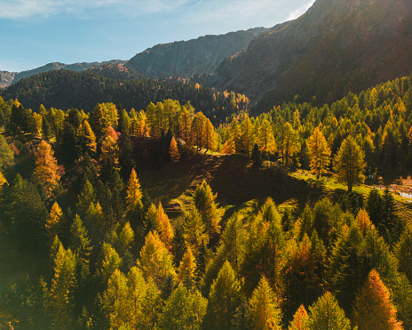 Idyllic aerial view of forest in Swiss Alps in autumn