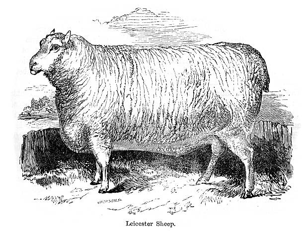leicester sheep - leicester 幅插畫檔、美工圖案、卡通及圖標
