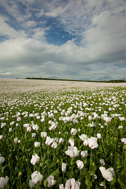 opium poppies - massachusetts agriculture crop farm ストックフォトと画像