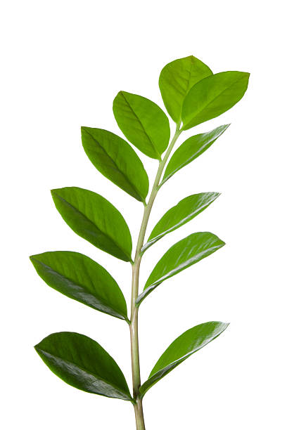 A baranch of a Zamioculcas plant on a white background (with clipping path)